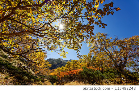 Autumn leaves on Umanose and Mount Senjo in the Southern Alps 113482248
