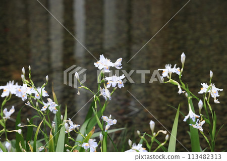 成簇生長的白樺茸的白色花朵 113482313