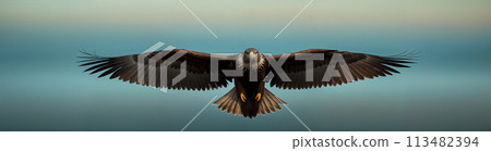 Eagle flies with spread wings and hunts prey against sky and sea background at sunset 113482394