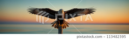 Eagle flies with spread wings and hunts prey against sky and sea background at sunset Eagle flies with spread wings and hunts prey against sky and sea background at sunset 113482395
