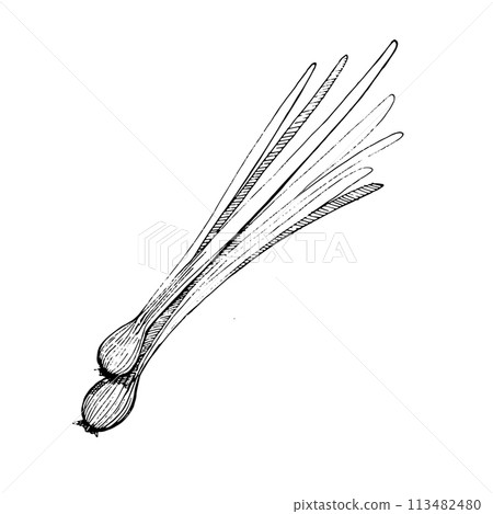 Vector illustration. Young green onions, 2 onions drawn with a black outline in vector on a white background. Suitable for printing on fabric and paper, product packaging, design, creativity. Vector illustration. Young green onions, 2 onions drawn with a black outline in vector on a white background. Suitable for printing on fabric and paper, product packaging, design, creativity. 113482480
