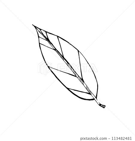 Vector illustration. Bay leaves drawn in black outline in vector on a white background. Suitable for printing on fabric and paper, product packaging, design, tableware, kitchen. Vector illustration. Bay leaves drawn in black outline in vector on a white background. Suitable for printing on fabric and paper, product packaging, design, tableware, kitchen. 113482481