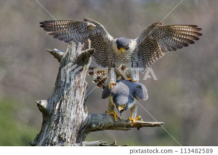 一對遊隼夫婦在早春交配 一對遊隼夫婦在早春交配 113482589