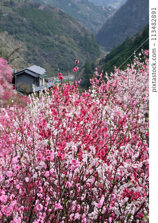 Blooming peach blossoms in full bloom in spring (Teramura, Niyodogawa-cho, Kochi Prefecture) Blooming peach blossoms in full bloom in spring (Teramura, Niyodogawa-cho, Kochi Prefecture) 113482891