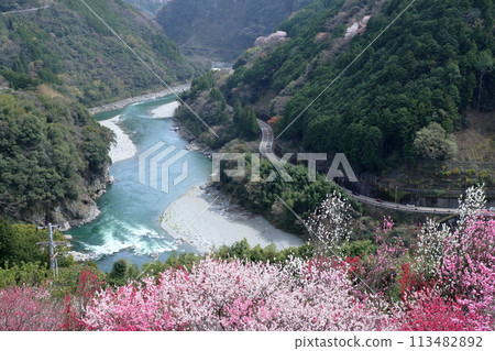 Enjoying the view of peach blossoms and the Niyodo River (Teramura, Niyodogawa Town, Kochi Prefecture) Enjoying the view of peach blossoms and the Niyodo River (Teramura, Niyodogawa Town, Kochi Prefecture) 113482892