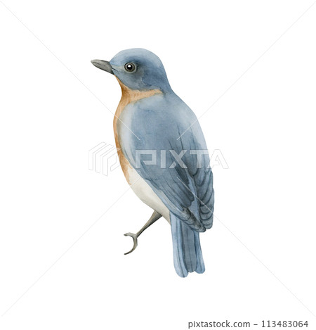 Blue bird with red breast in vintage style. Watercolor illustration hand painted isolated on white background for print, label, poster or wallpaper. Excellent in home decor. 113483064