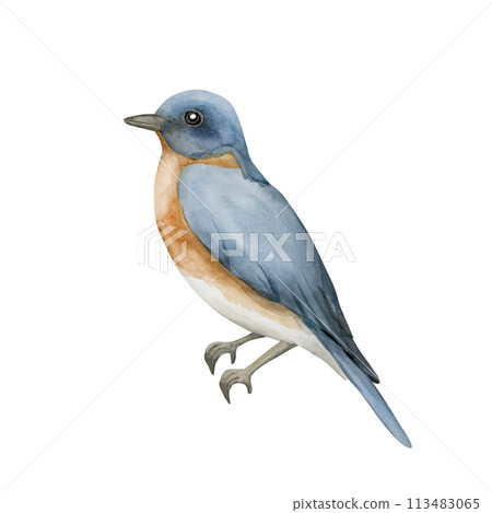 Blue bird with red breast in vintage style. Watercolor illustration hand painted isolated on white background for print, label, poster or wallpaper. Excellent in home decor. 113483065