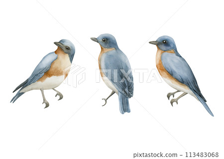 Blue birds with red breast in vintage style. Watercolor illustration hand painted isolated on white background for print, label, poster or wallpaper. Excellent in home decor. Blue birds with red breast in vintage style. Watercolor illustration hand painted isolated on white background for print, label, poster or wallpaper. Excellent in home decor. 113483068
