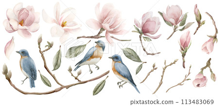 Set of light pink magnolia flowers and blue birds with red breast. Floral watercolor illustration hand painted isolated on white background. Spring blossom for print, label or cosmetic packaging. Exce 113483069