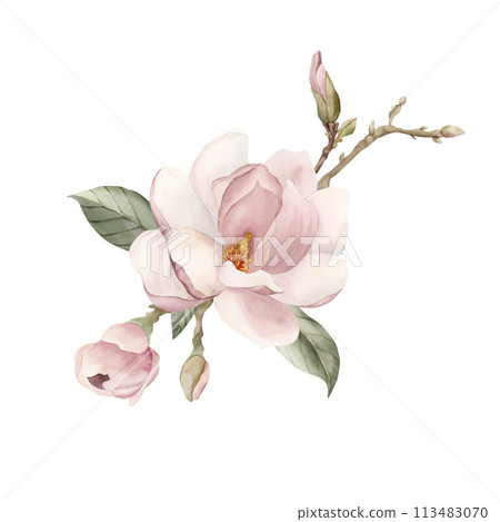 Composition of light pink magnolia flower, buds, sprigs and leaves. Floral watercolor illustration hand painted isolated on white background. Spring blossom for print, label or cosmetic packaging. Exc 113483070