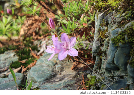 斯瓦米河岸上盛開的杜鵑花 斯瓦米河岸上盛開的杜鵑花 113483325