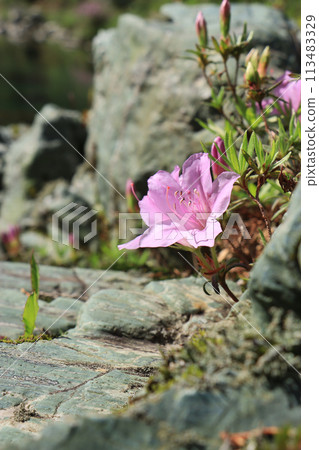 Kishi azalea blooming on the banks of the Asemi River 113483329