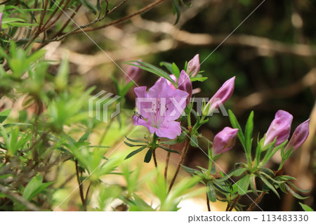 Kishi azalea blooming on the banks of the Asemi River 113483330