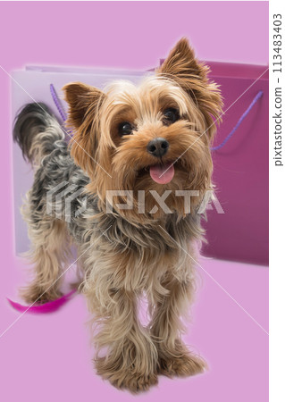 A toy dog breed is playfully sticking its tongue out in front of shopping bags 113483403
