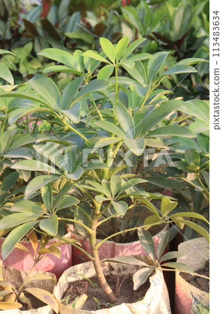 dwarf umbrella tree on farm 113483634