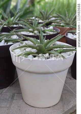 Dyckia brevifolia on pot in farm 113483688