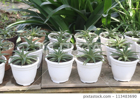Dyckia brevifolia on pot in farm Dyckia brevifolia on pot in farm 113483690