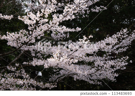 Shining cherry blossoms 113483693