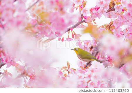 Kawazu cherry blossoms in full bloom and Mejiro 113483750