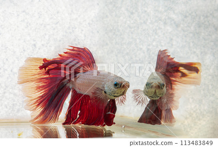 The reflection in the water of a Red betta fish or Siamese fighting fish. The reflection in the water of a Red betta fish or Siamese fighting fish. 113483849