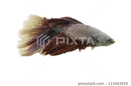Detail of Red betta fish or Siamese fighting fish isolated on white background with clipping path. 113483850