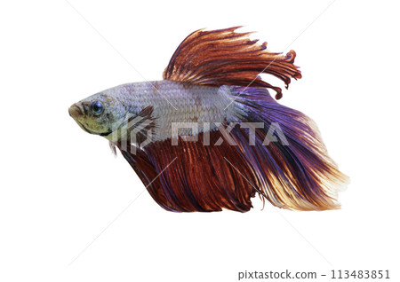 Detail of Red betta fish or Siamese fighting fish isolated on white background with clipping path. 113483851