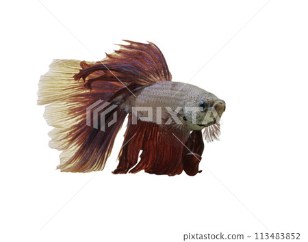 Detail of Red betta fish or Siamese fighting fish isolated on white background with clipping path. 113483852