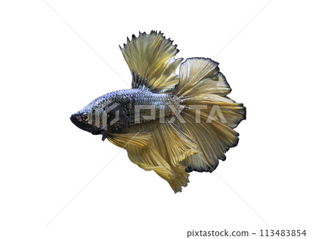 Detail of Yellow betta fish or Siamese fighting fish isolated on white background with clipping path. 113483854