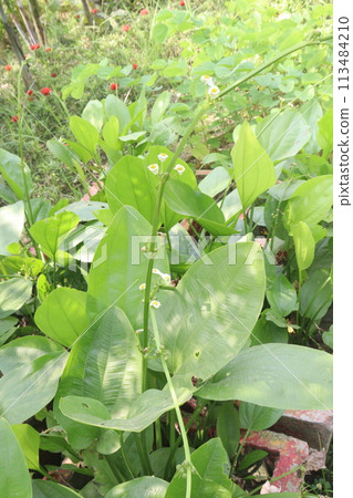 Echinodorus palifolius flower plant on farm Echinodorus palifolius flower plant on farm 113484210
