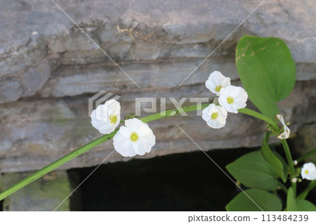 Echinodorus palifolius flower plant on farm Echinodorus palifolius flower plant on farm 113484239
