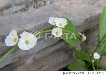 Echinodorus palifolius flower plant on farm Echinodorus palifolius flower plant on farm 113484240