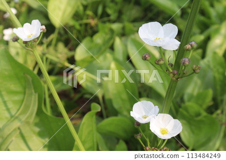 Echinodorus palifolius flower plant on farm 113484249