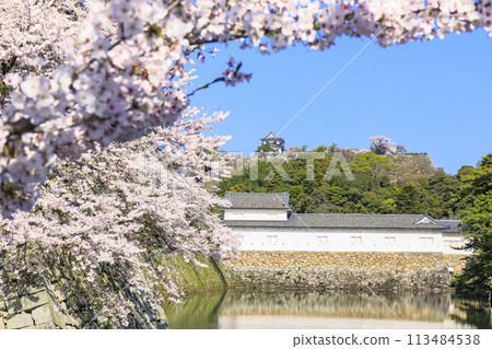櫻花盛開的彥根城 113484538