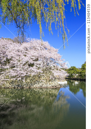 櫻花盛開的彥根城 113484539