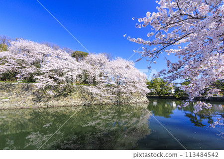 櫻花盛開的彥根城 113484542