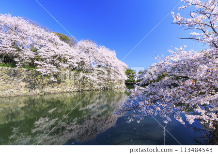 Hikone Castle with cherry blossoms in full bloom 113484543