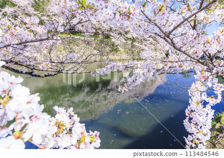 Hikone Castle with cherry blossoms in full bloom 113484546