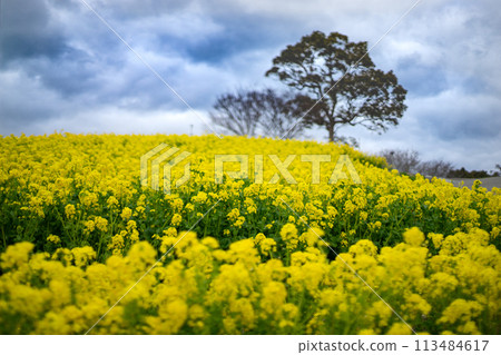 Wild flower field Wild flower field 113484617
