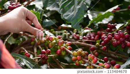 Coffee plant farm woman Hands harvest raw coffee beans. Ripe Red berries plant fresh seed coffee tree growth in green eco farm. Close up hands harvest red seed in basket robusta arabica plant farm. 113484670