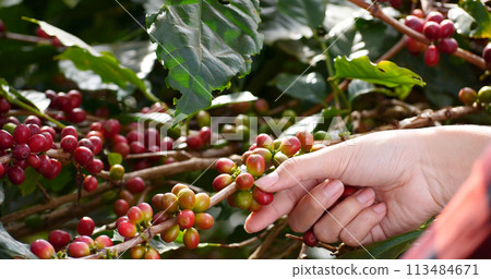 Coffee plant farm woman Hands harvest raw coffee beans. Ripe Red berries plant fresh seed coffee tree growth in green eco farm. Close up hands harvest red seed in basket robusta arabica plant farm. 113484671