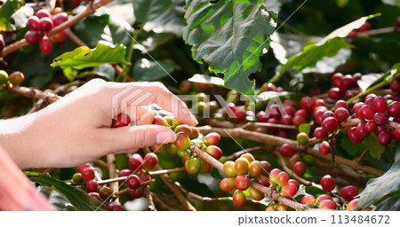 Coffee plant farm woman Hands harvest raw coffee beans. Ripe Red berries plant fresh seed coffee tree growth in green eco farm. Close up hands harvest red seed in basket robusta arabica plant farm. 113484672