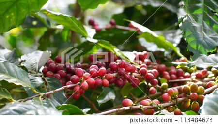 Coffee plant farm woman Hands harvest raw coffee beans. Ripe Red berries plant fresh seed coffee tree growth in green eco farm. Close up hands harvest red seed in basket robusta arabica plant farm. 113484673