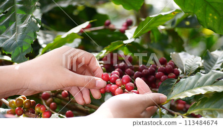 Coffee plant farm woman Hands harvest raw coffee beans. Ripe Red berries plant fresh seed coffee tree growth in green eco farm. Close up hands harvest red seed in basket robusta arabica plant farm. 113484674