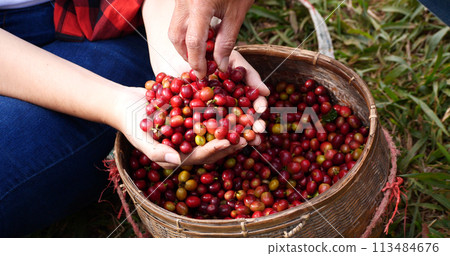 Coffee plant farm woman Hands harvest raw coffee beans. Ripe Red berries plant fresh seed coffee tree growth in green eco farm. Close up hands harvest red seed in basket robusta arabica plant farm. 113484676