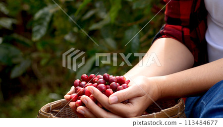 Coffee plant farm woman Hands harvest raw coffee beans. Ripe Red berries plant fresh seed coffee tree growth in green eco farm. Close up hands harvest red seed in basket robusta arabica plant farm. 113484677