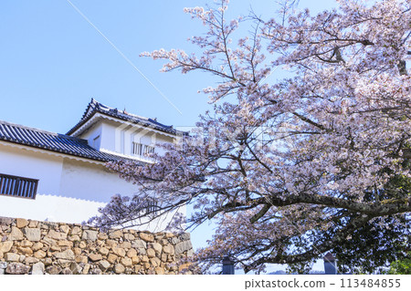 Hikone Castle with cherry blossoms in full bloom Hikone Castle with cherry blossoms in full bloom 113484855