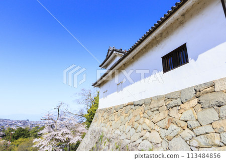 Hikone Castle with cherry blossoms in full bloom 113484856