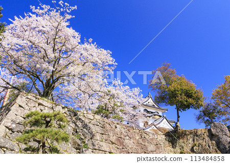 Hikone Castle with cherry blossoms in full bloom 113484858