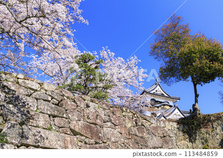 Hikone Castle with cherry blossoms in full bloom 113484859