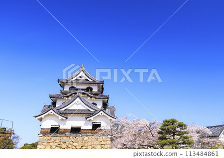 櫻花盛開的彥根城 櫻花盛開的彥根城 113484861